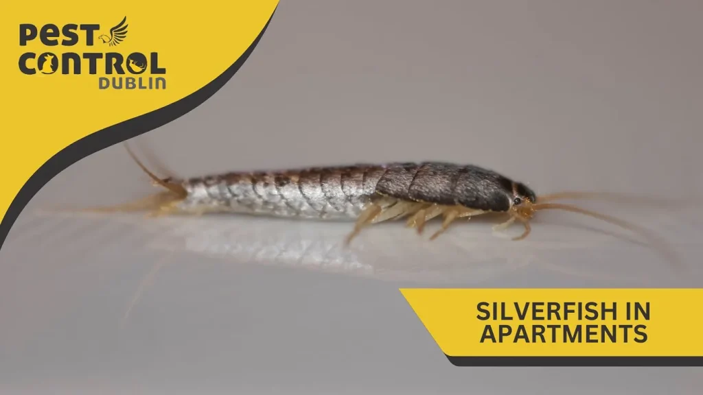 Silversifh in apartments