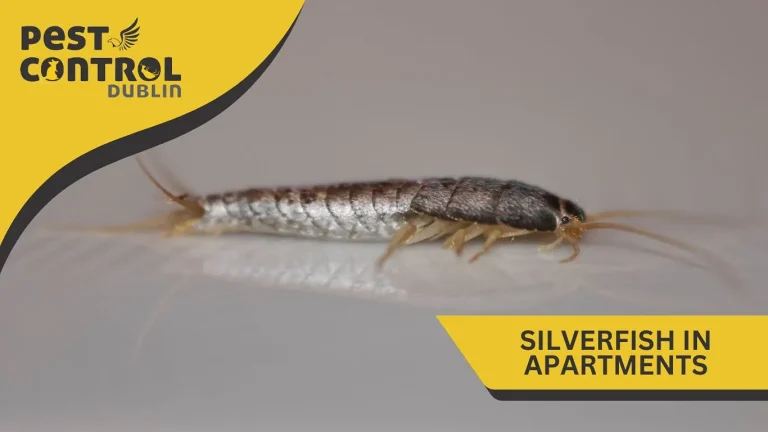 Silversifh in apartments