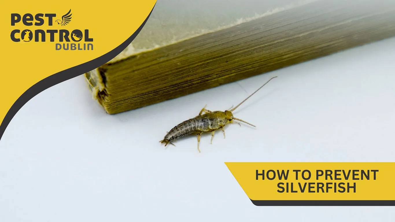 how to prevent silverfish in Dublin how to prevent silverfish in Dublin