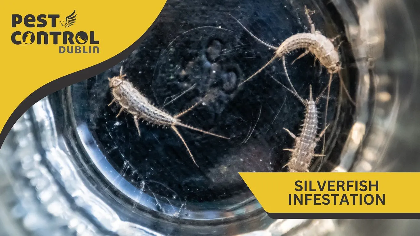 silverfish infestation dublin ireland silverfish infestation dublin ireland