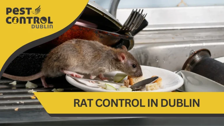 rat control in Dublin