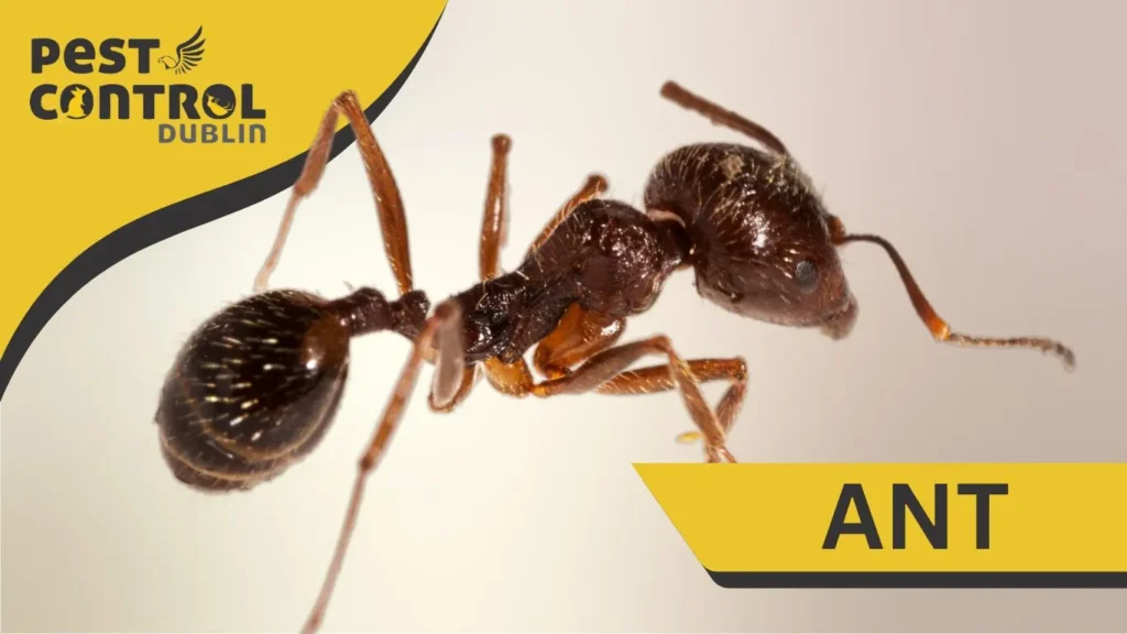 Ant control in Dublin