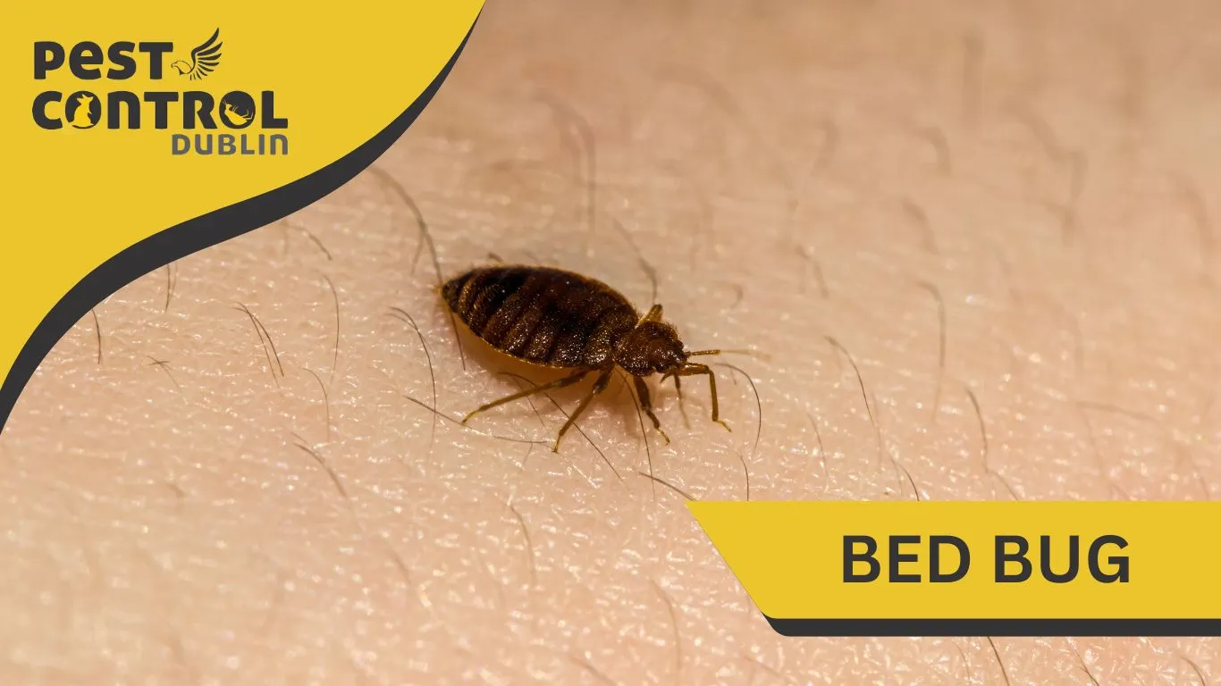 bed bugs dublin