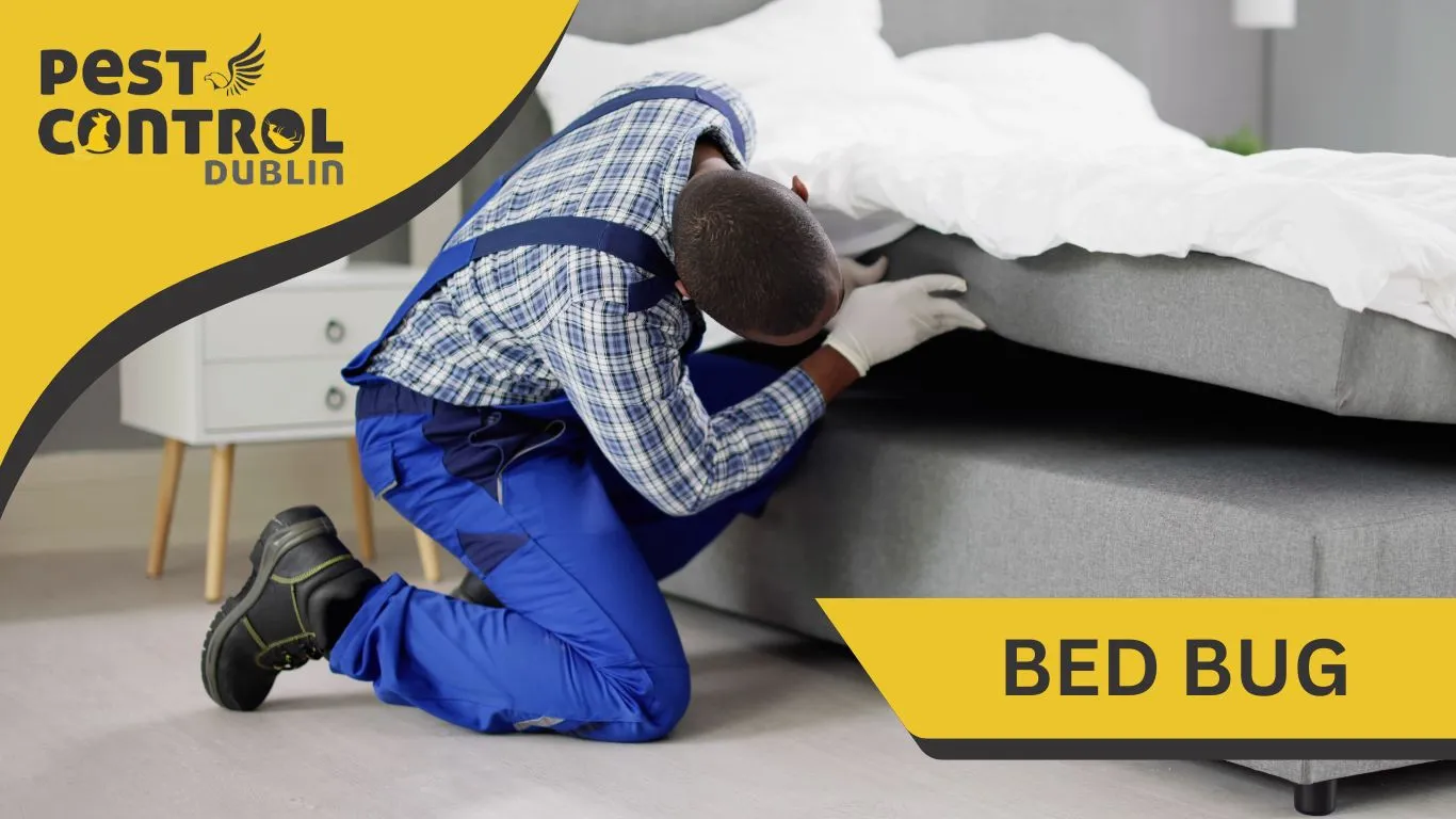Bed Bug Professionals in Dublin