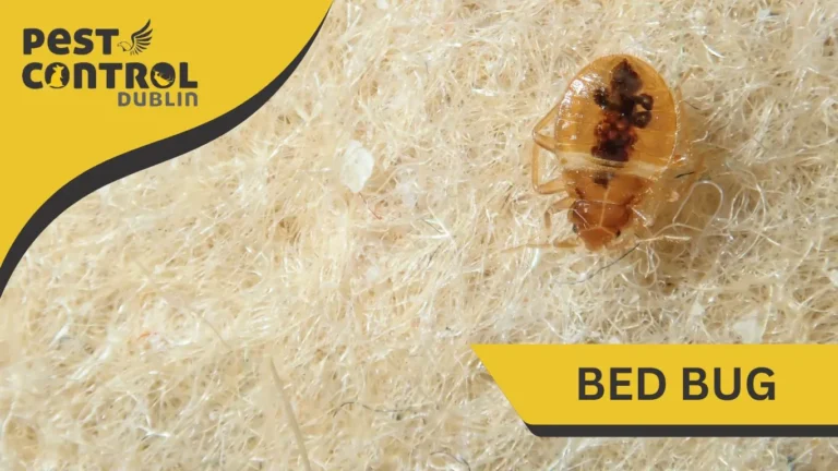 Pest Control Bed Bug