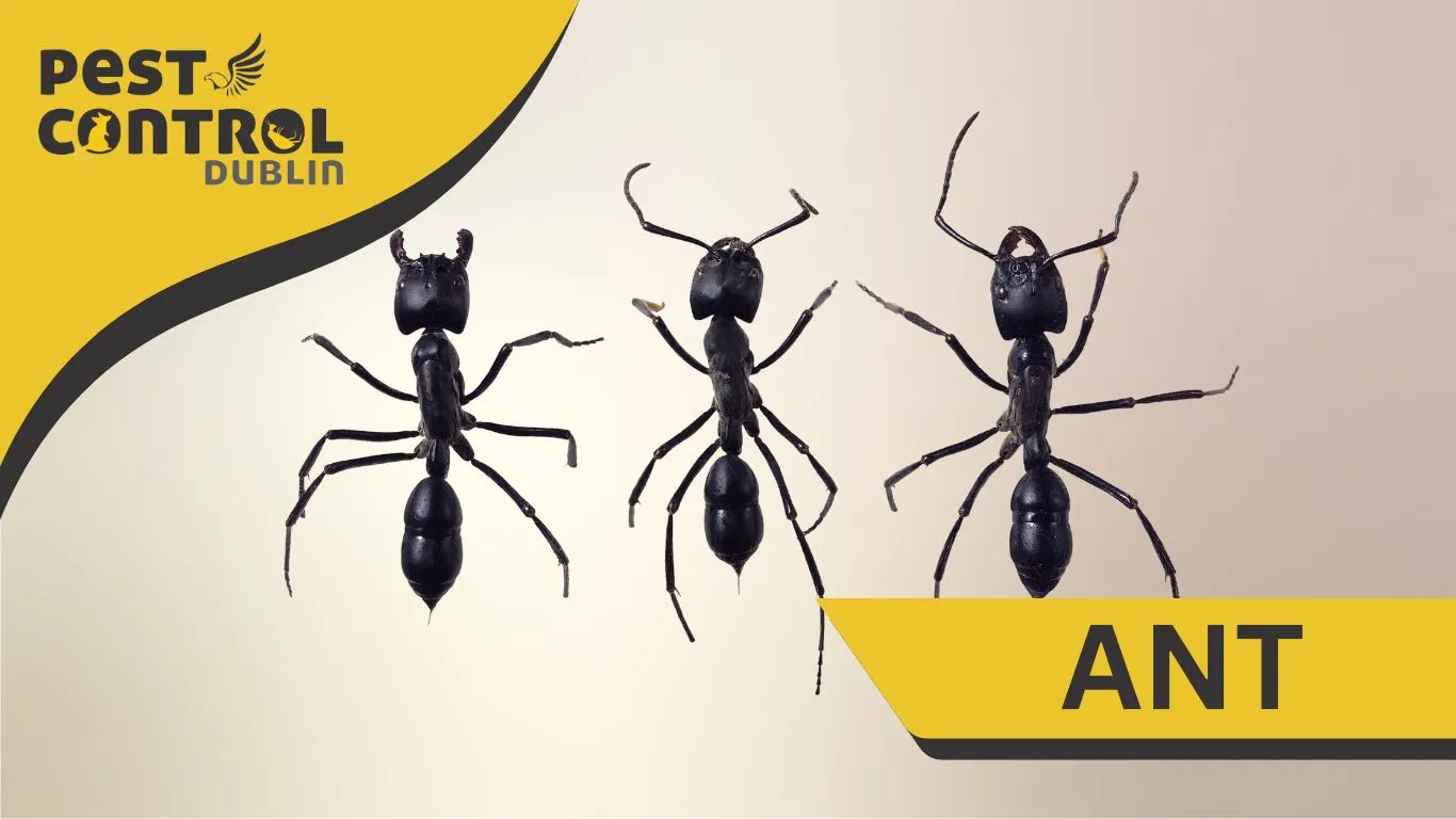  Ant Pest Control Dublin