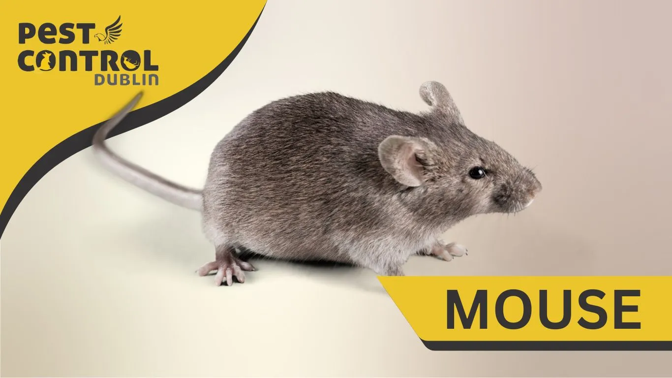 mice prevention Dublin