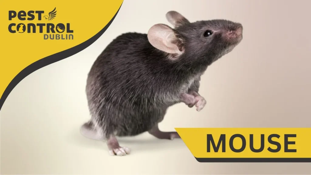 mouse prevention Dublin