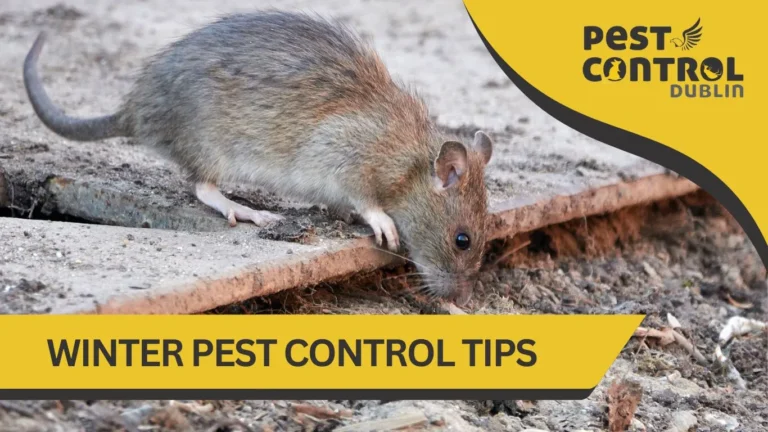 Winter Pest Control Tips