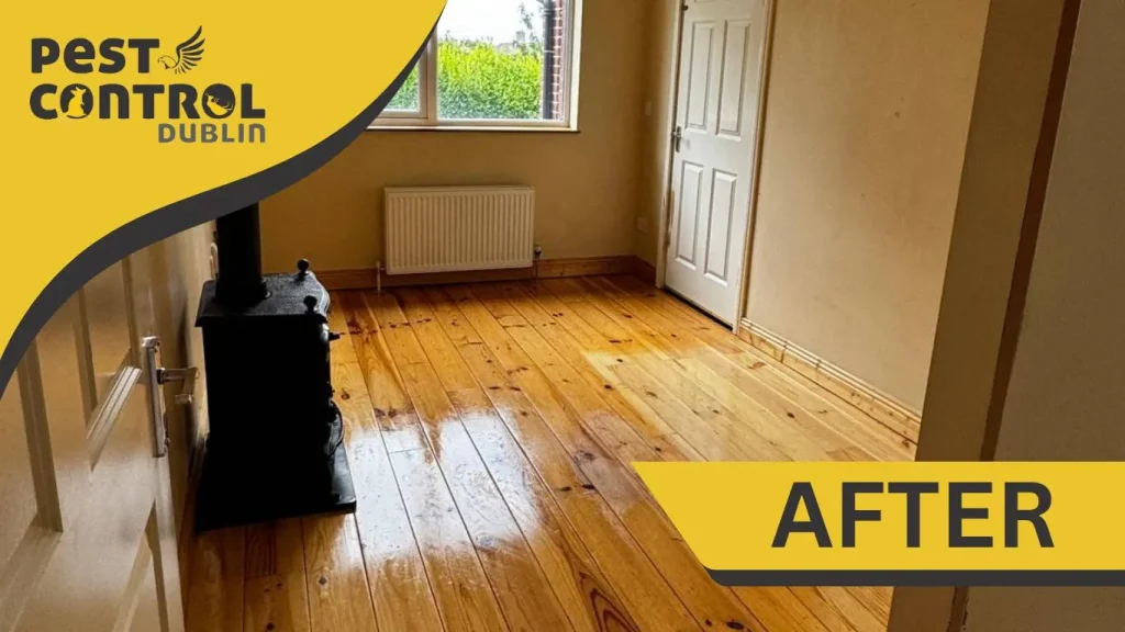 hoarder cleanup process after