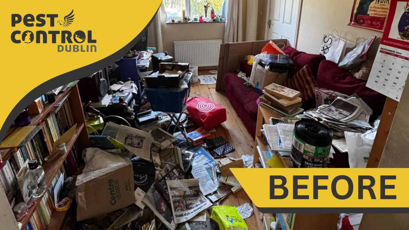 hoarder cleanup process before