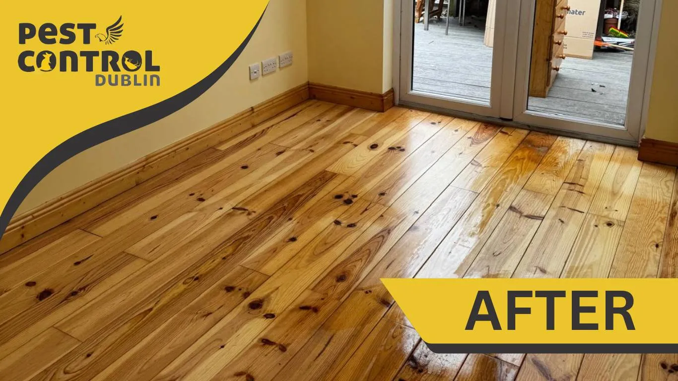 hoarder cleanup process in Dublin after