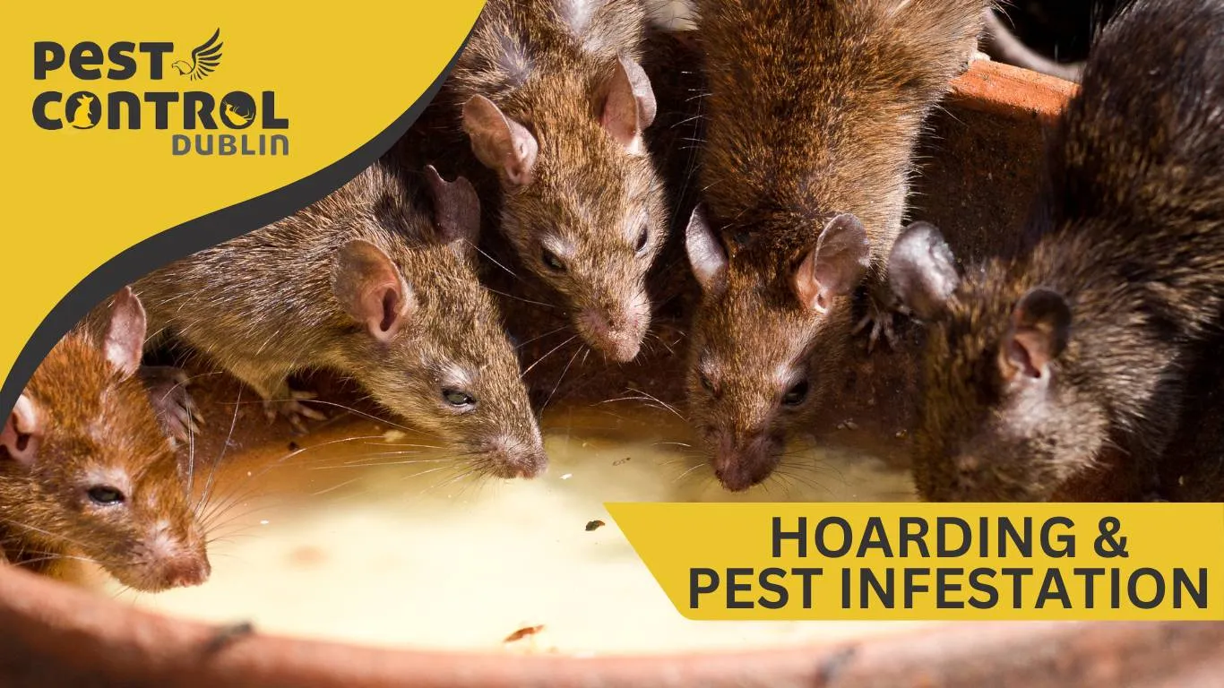 Group of rats feeding in a cluttered space, highlighting the risks of hoarding and pests infestation and the urgent need for rodent control.