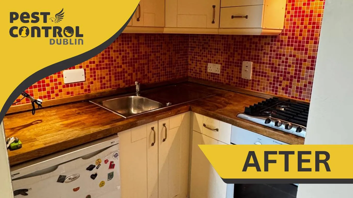 hoarding kitchen after