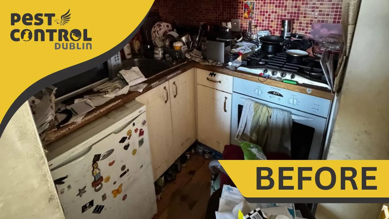 hoarding kitchen before