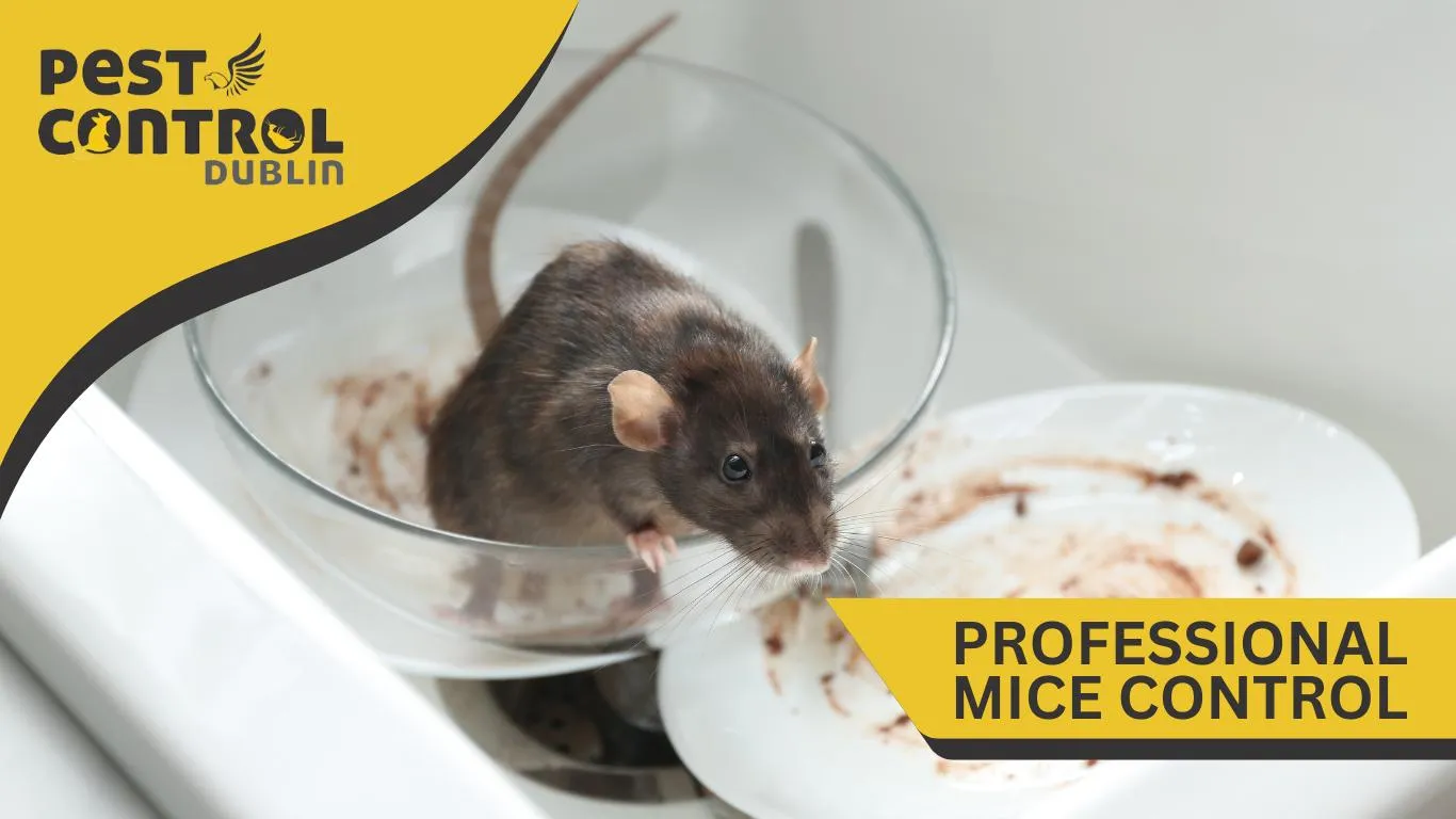Pest mice control Dublin