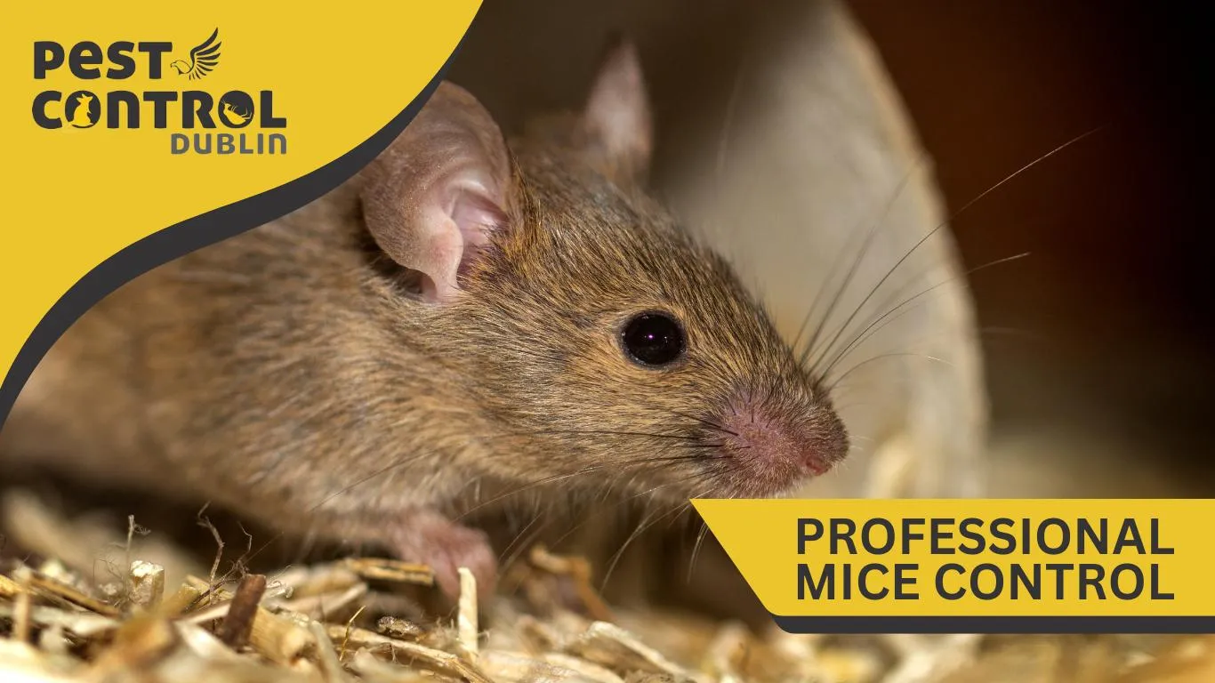 pest control mice Dublin