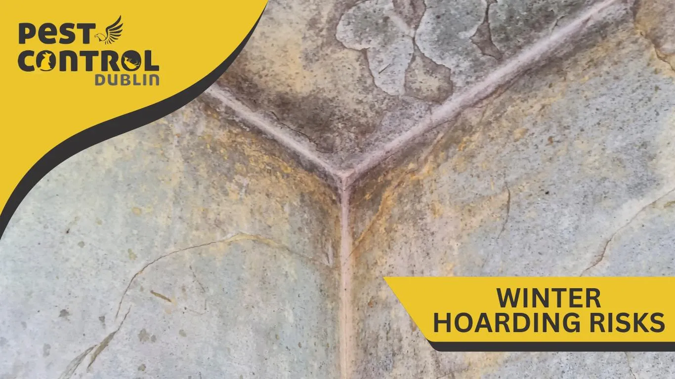 winter hoarding risks mold