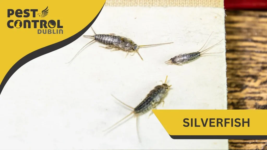 silverfish pest exterminator Dublin Ireland