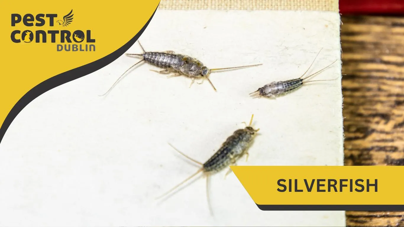 silverfish pest exterminator Dublin Ireland