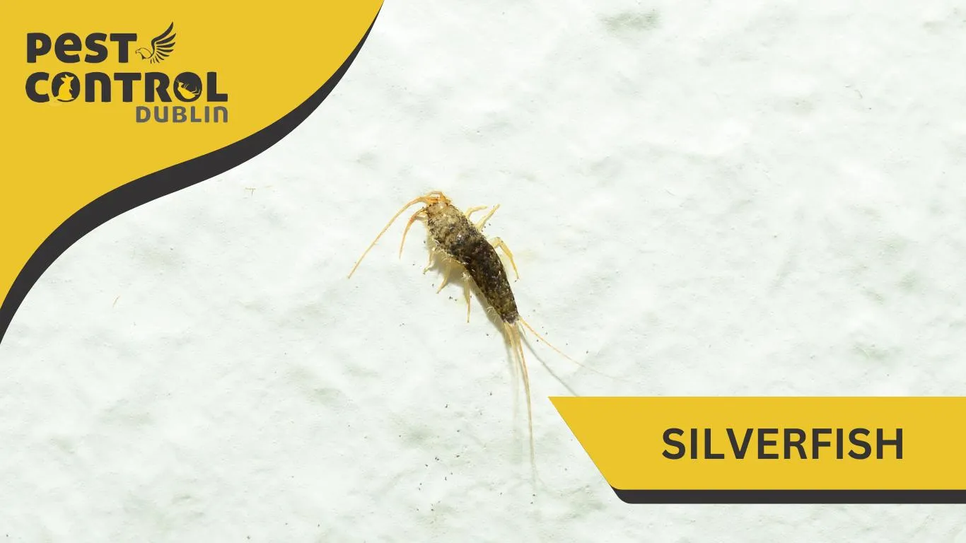 silverfish pest exterminator Dublin