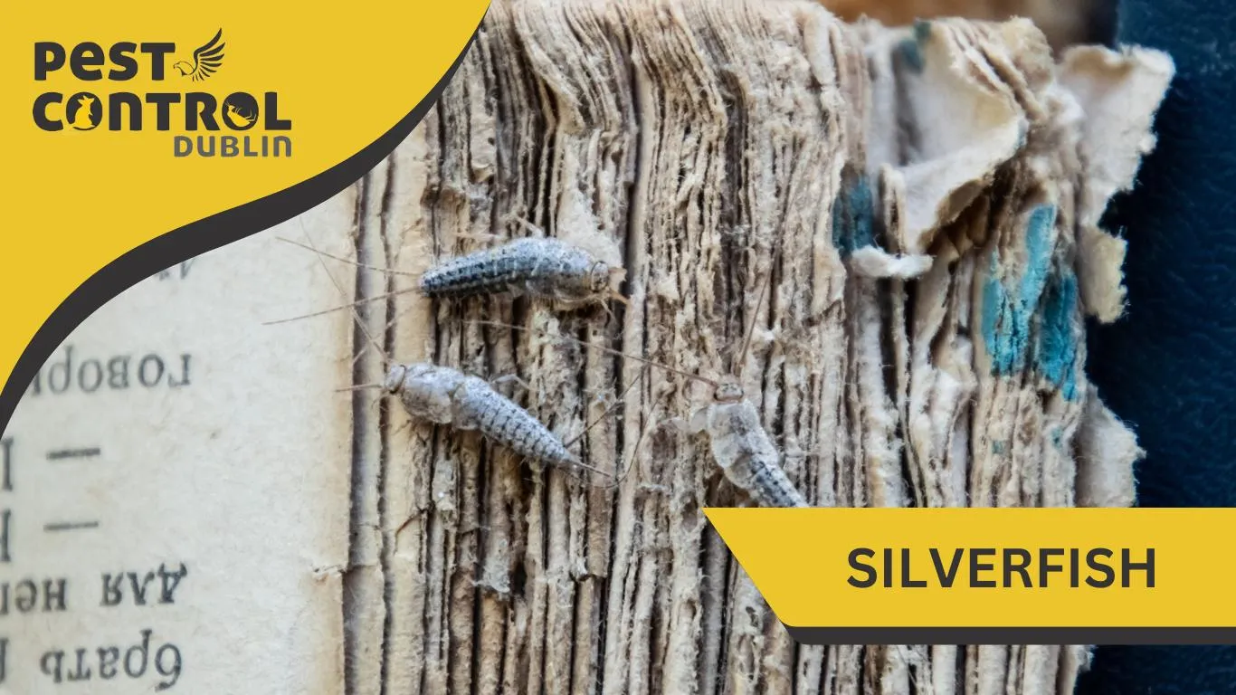 silverfish pest exterminator Ireland