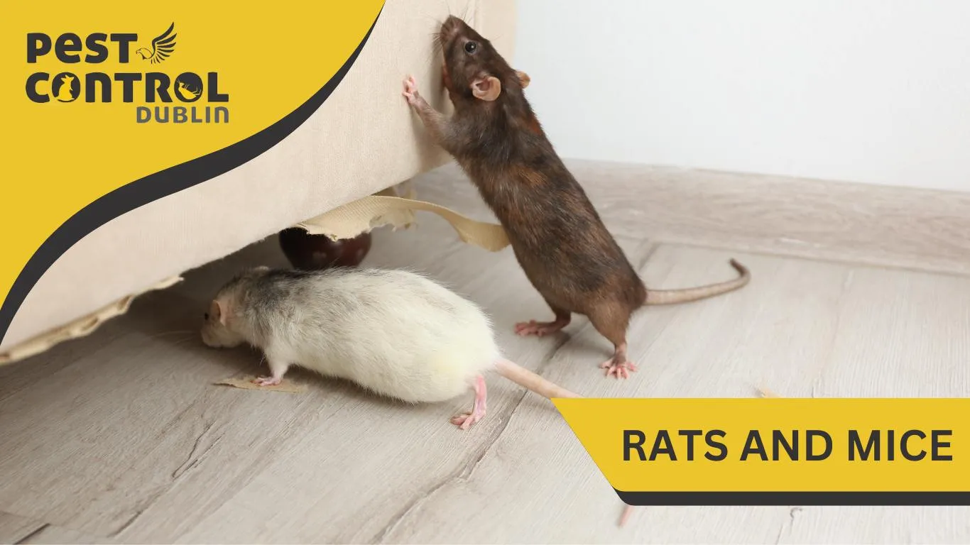 winter pests in Ireland 2