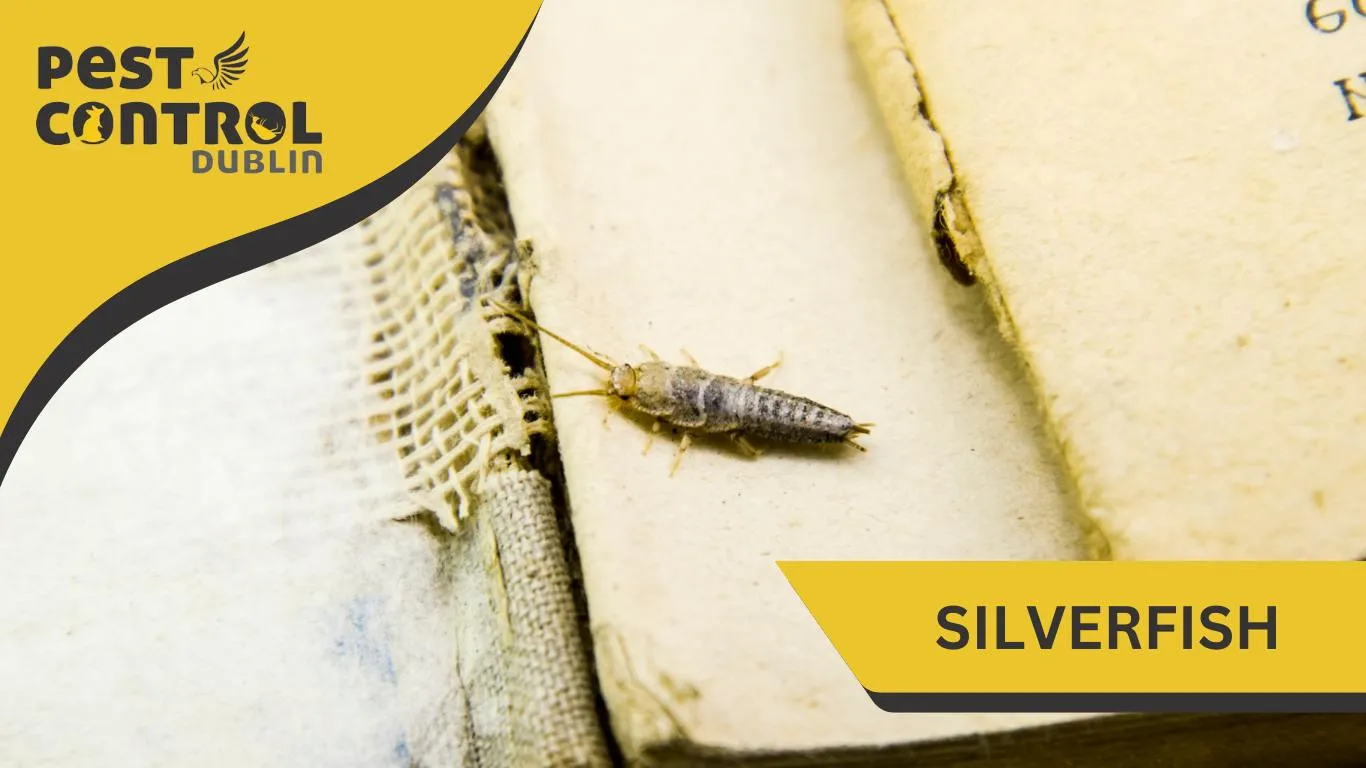 winter pests in Ireland 3