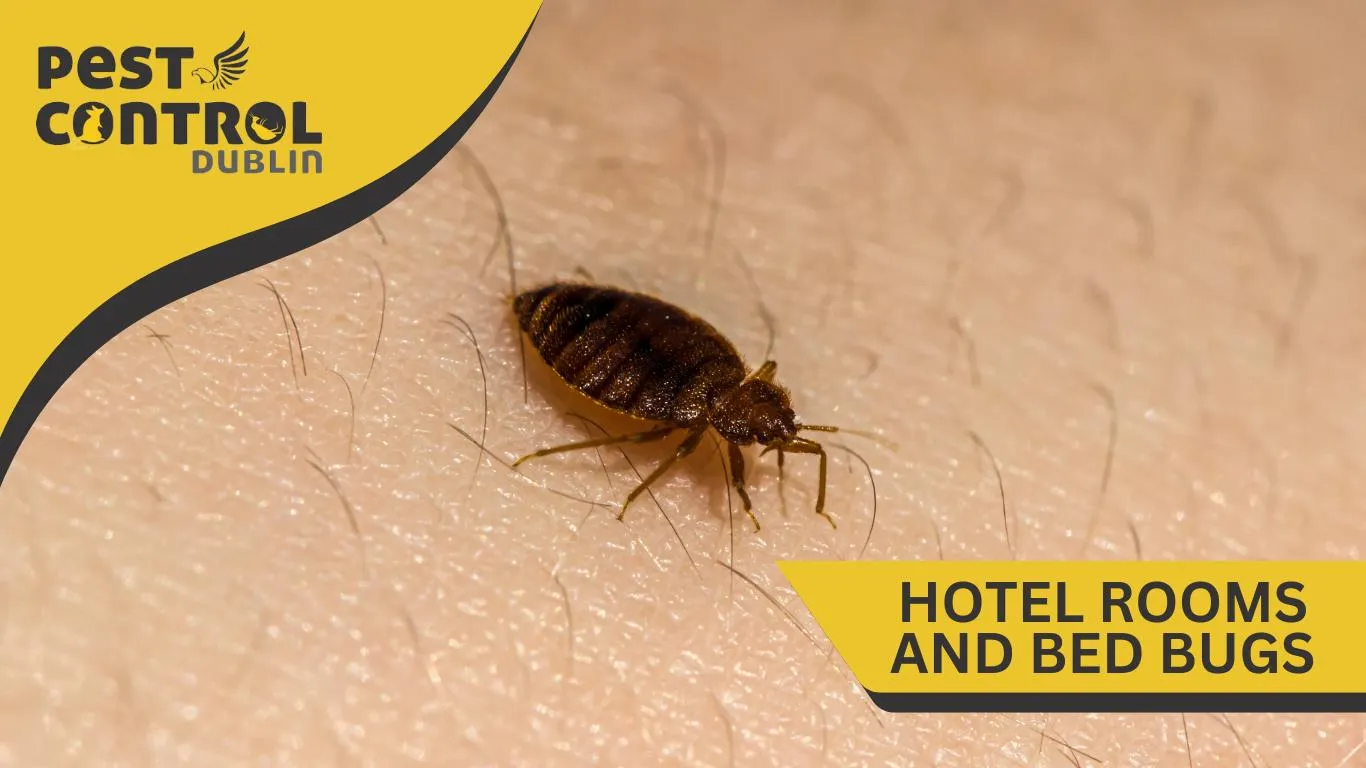 Bed bugs Hotel Ireland
