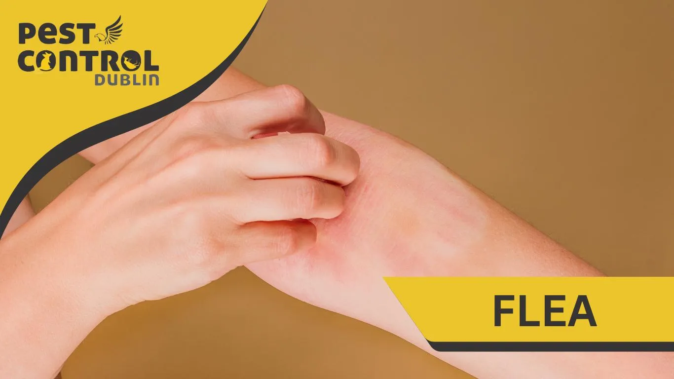 Dublin Flea Control