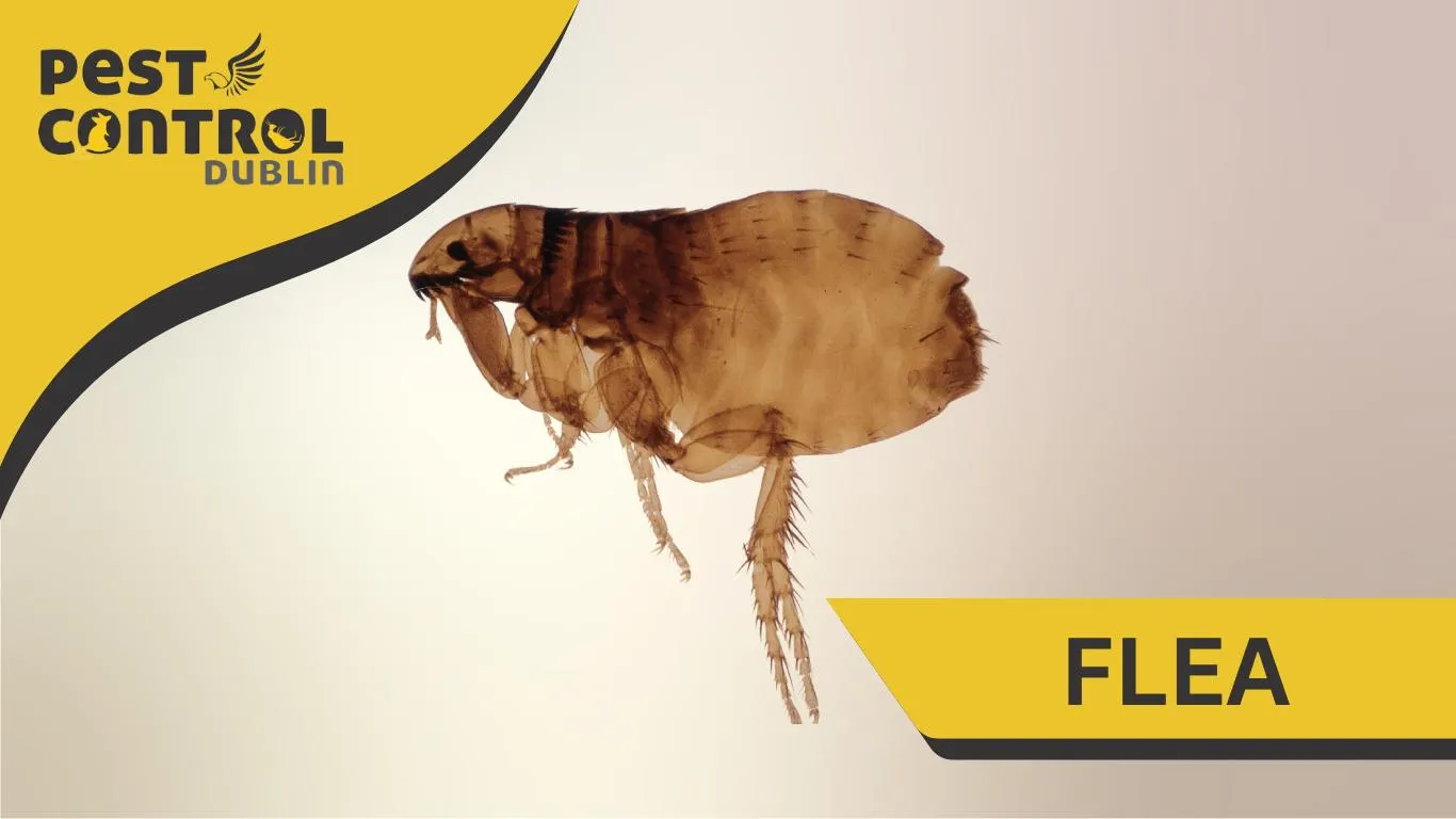 Flea Control Solutions Dublin