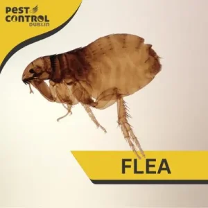 Flea Control dublin