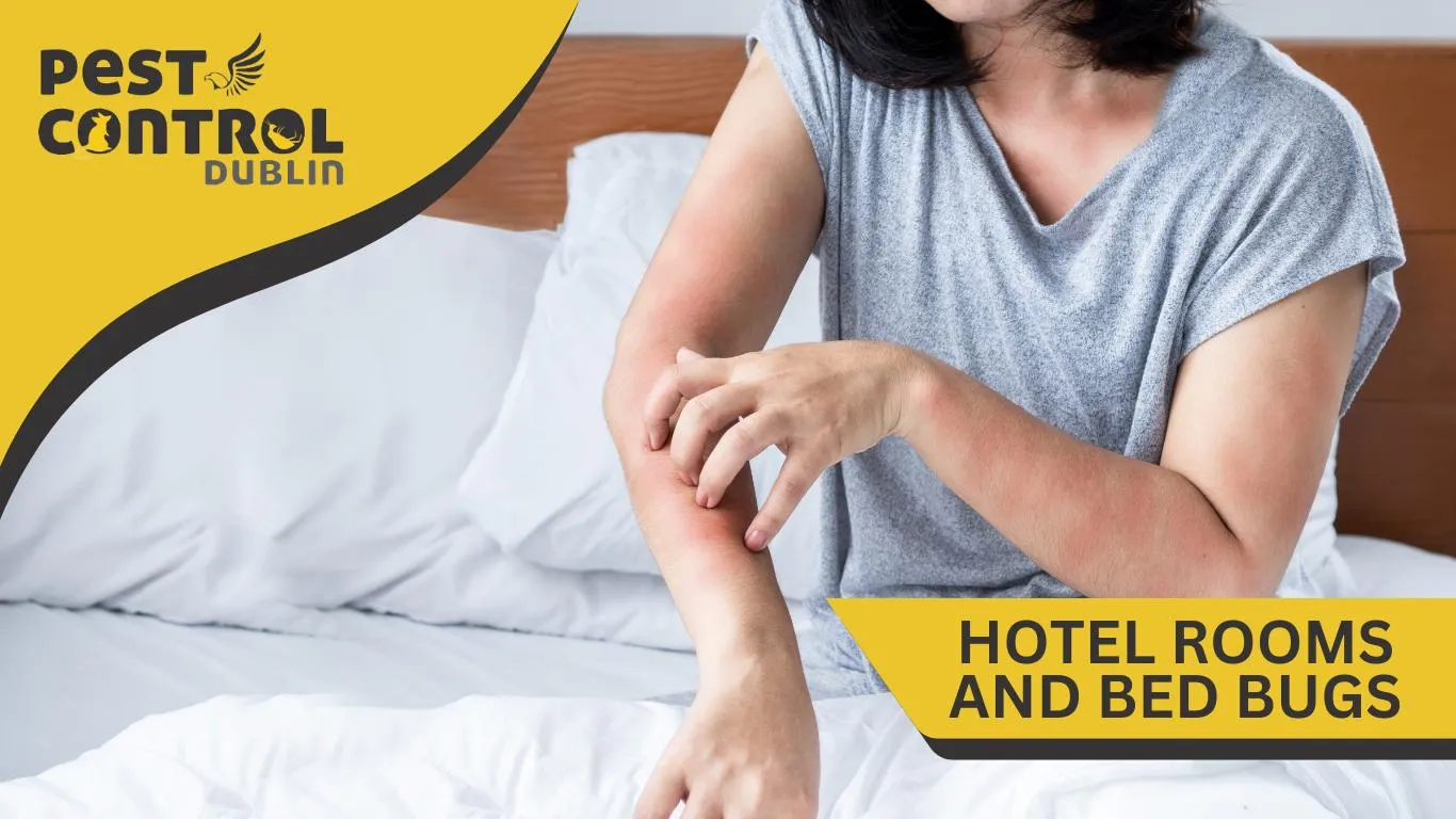 How to get rid of bed bugs from hotels