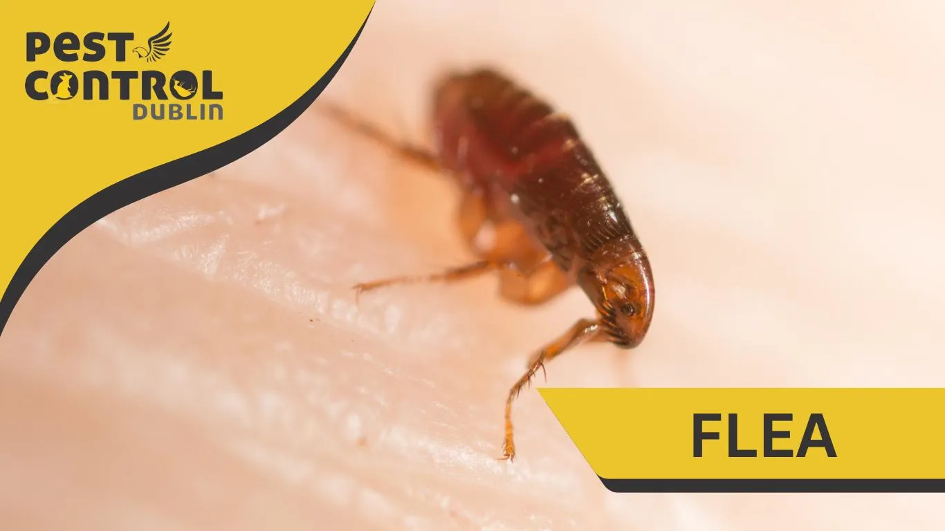 Pest Control Flea Dublin