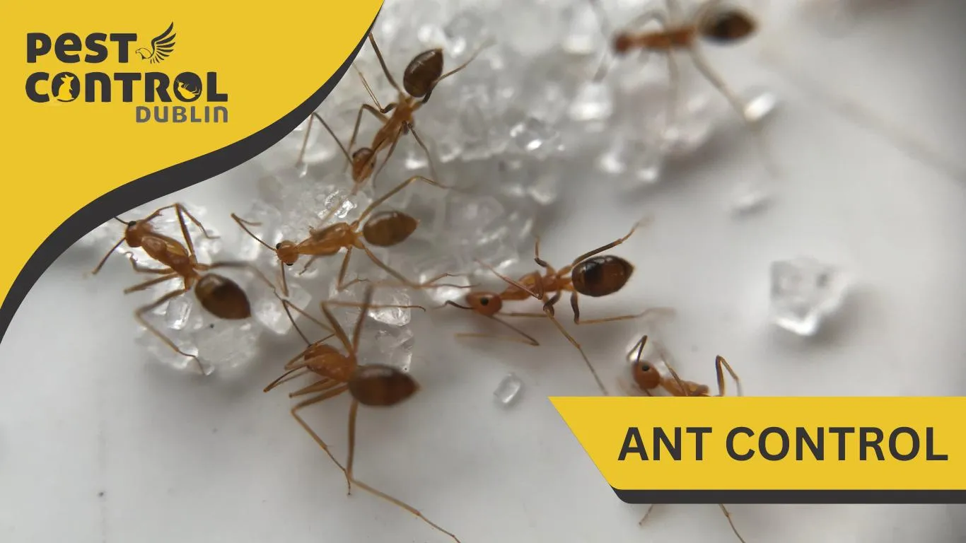 ant control dublin