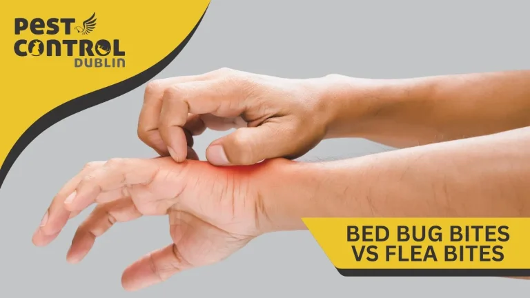 bed bug bites vs flea bites