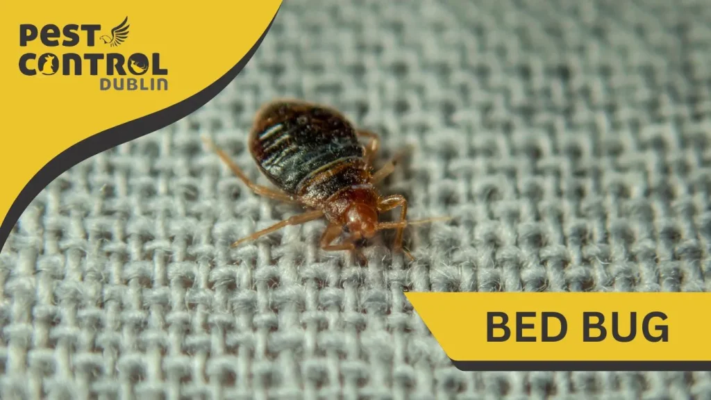 bed bug pest control Dublin