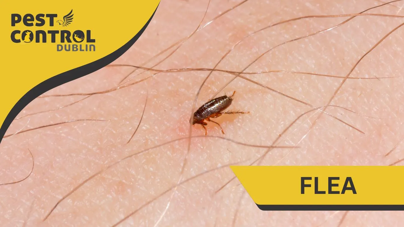 flea pest control Dublin