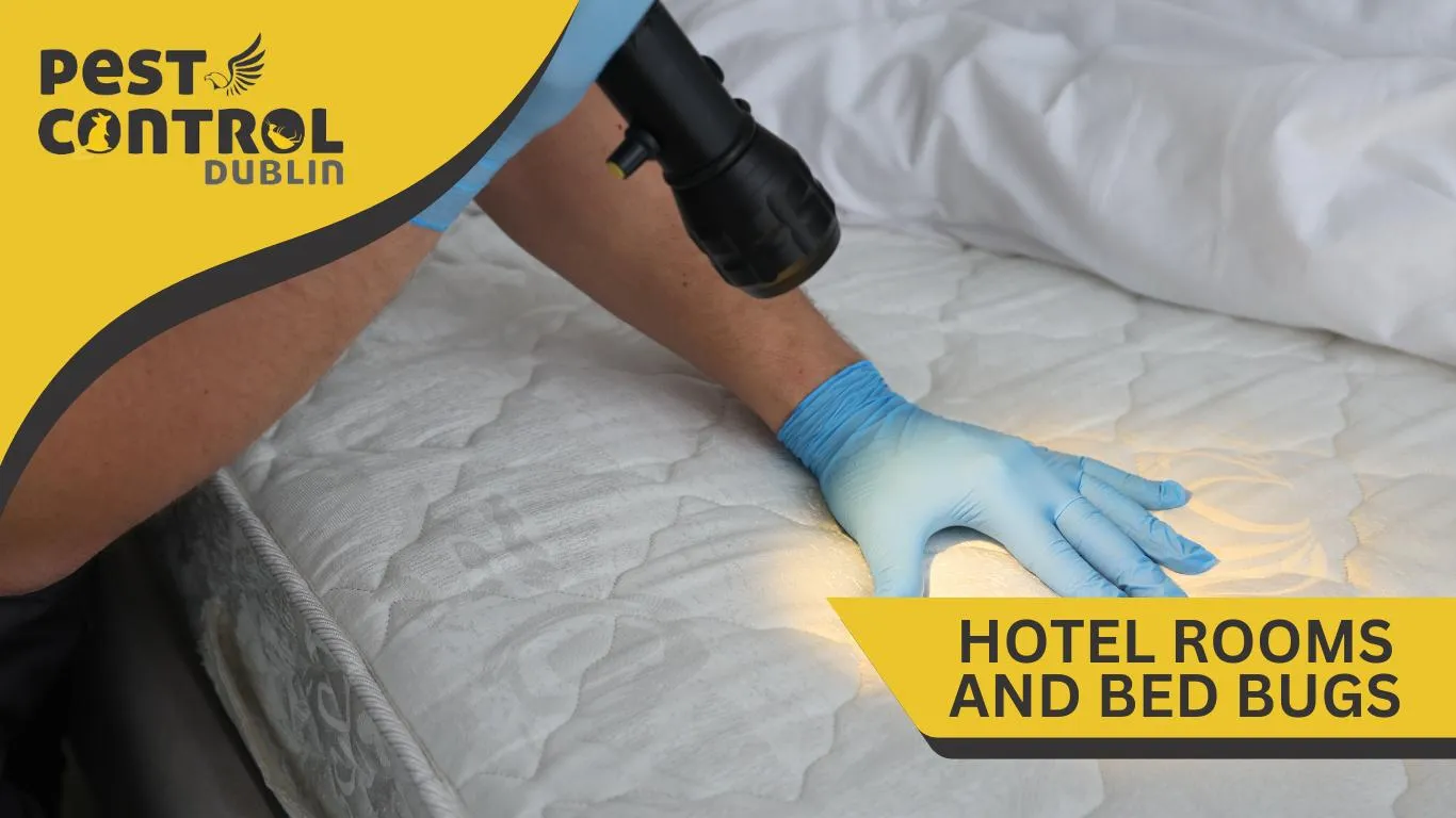 hotel bed bugs Dublin