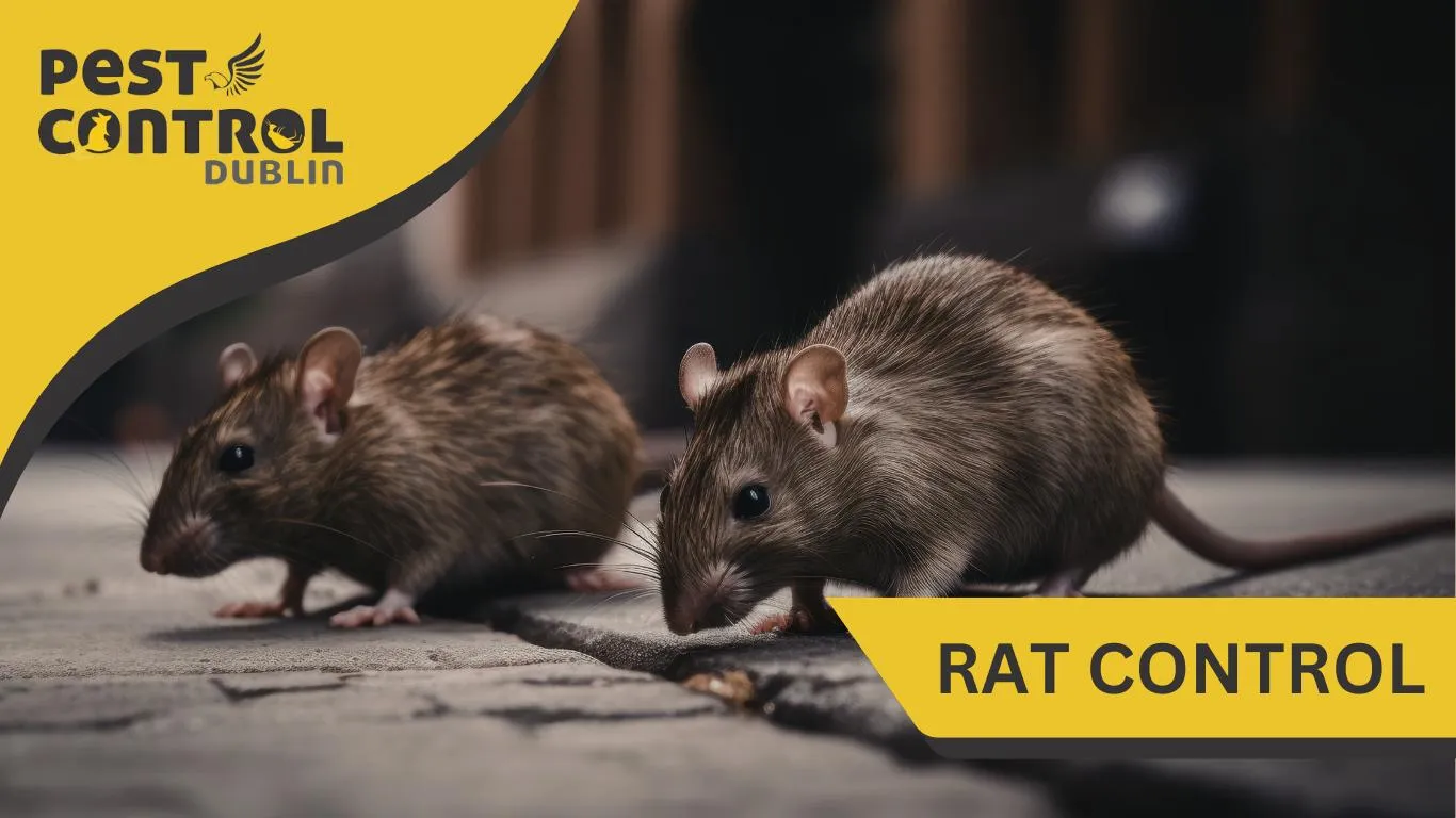 rat control dublin