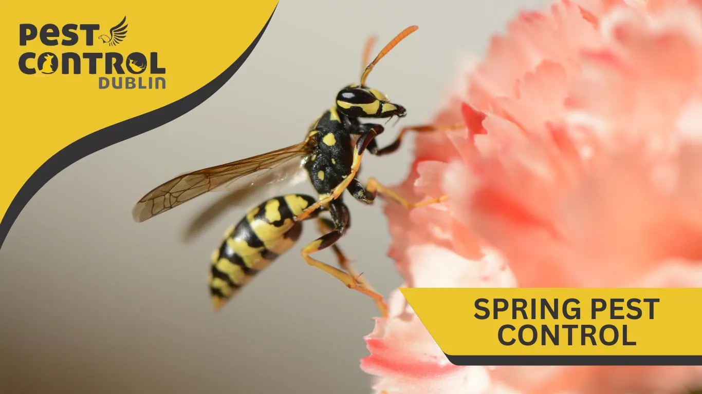 spring pest control Dublin wasp