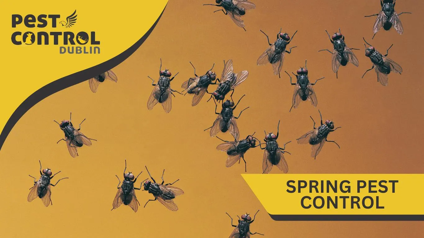 spring pest control flies Dublin Ireland