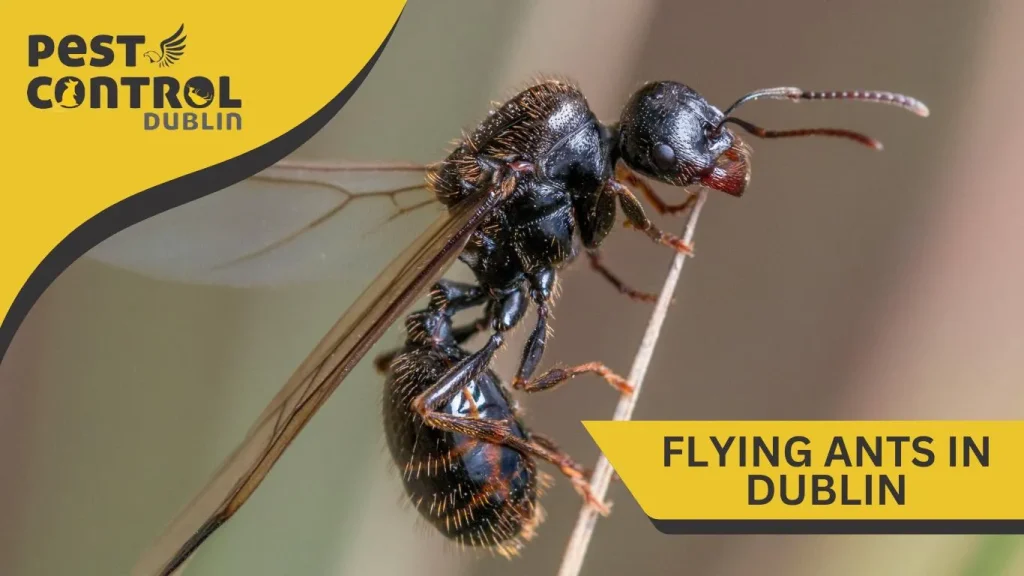 flying ants in dublin 1
