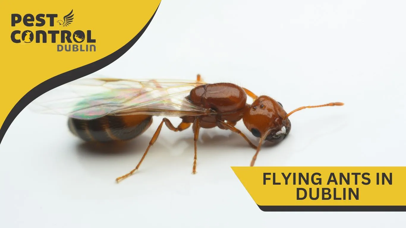 flying ants in dublin 2