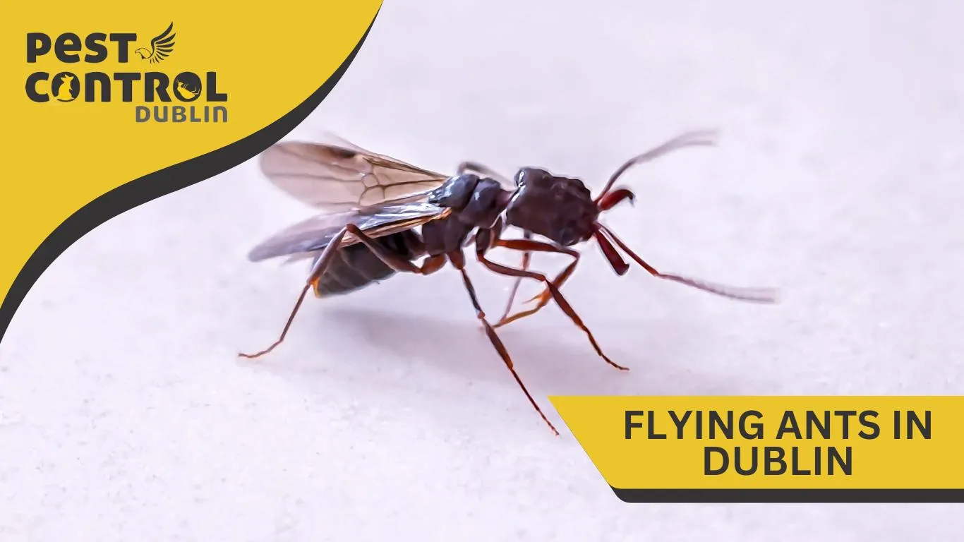 flying ants in dublin 3