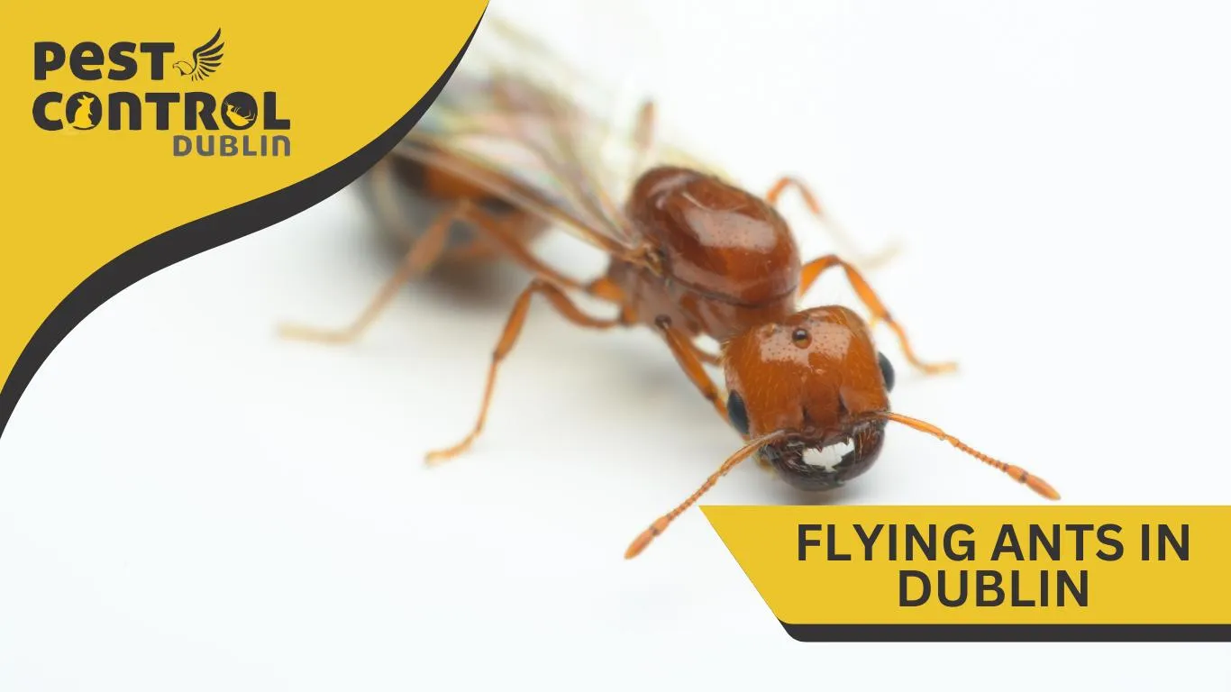 flying ants in dublin 4