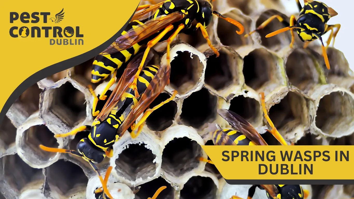 spring wasps in dublin 1