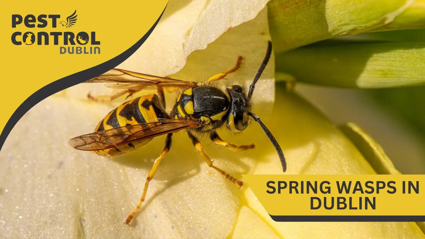 spring wasps in dublin 2