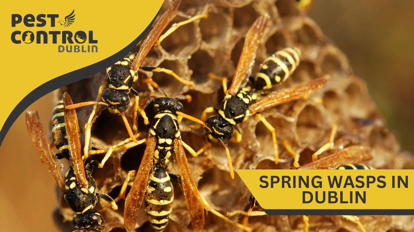 spring wasps in dublin 3