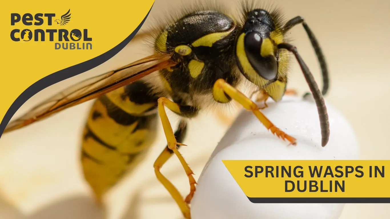 spring wasps in dublin 4